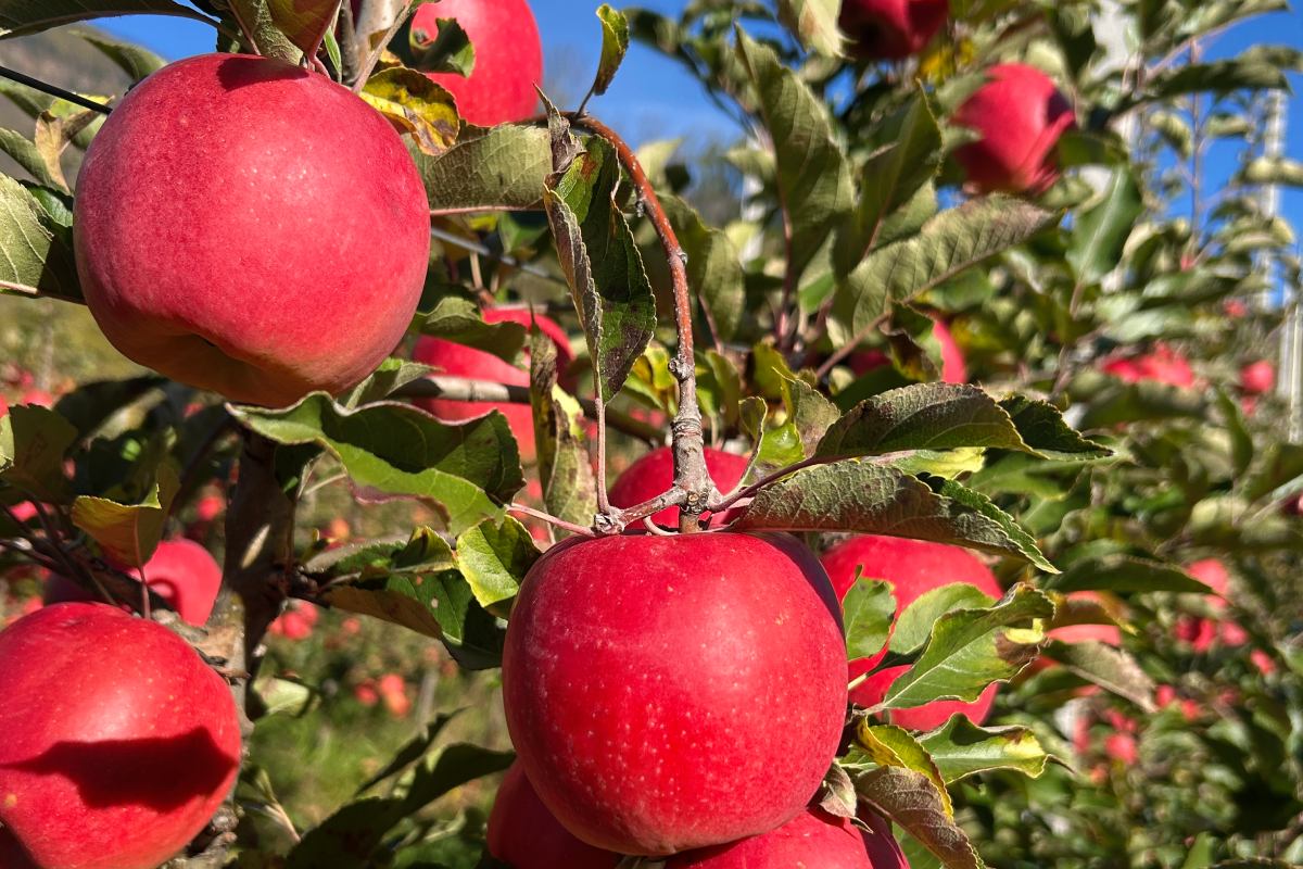 Mele della varietà Bernina®
